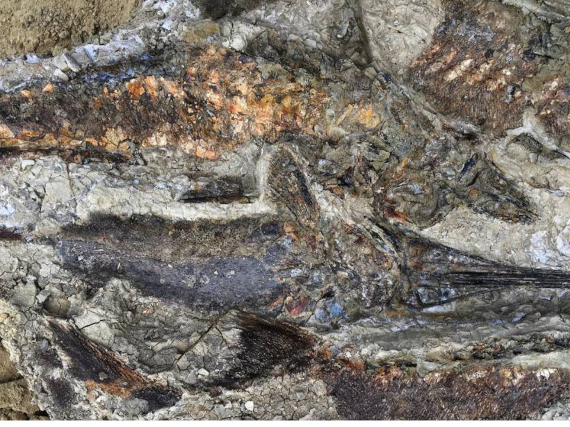 Cómo se forman los fósiles? | Ciencia | EL PAÍS