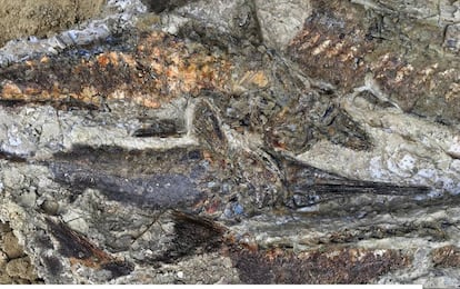 Imagem de vários peixes fossilizados, de 65 milhões de anos, em Tanis.
