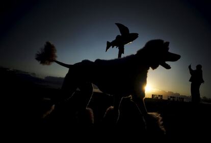 Un caniche pasa al amanecer ante la escultura 'Fliying Fish' de los artistas australianos Gillie y Marc Shattner.