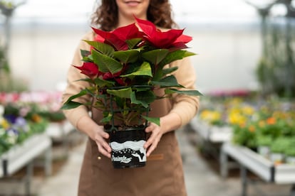 El enrejado de plástico de las flores de Pascua se debe quitar una vez que la planta llega a casa.
