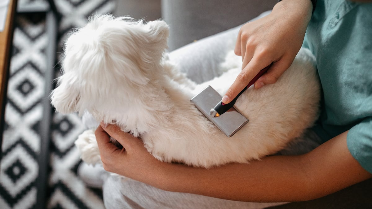 El invento que aspira el pelo de tu perro mientras lo cepillas: potente, silencioso y compacto