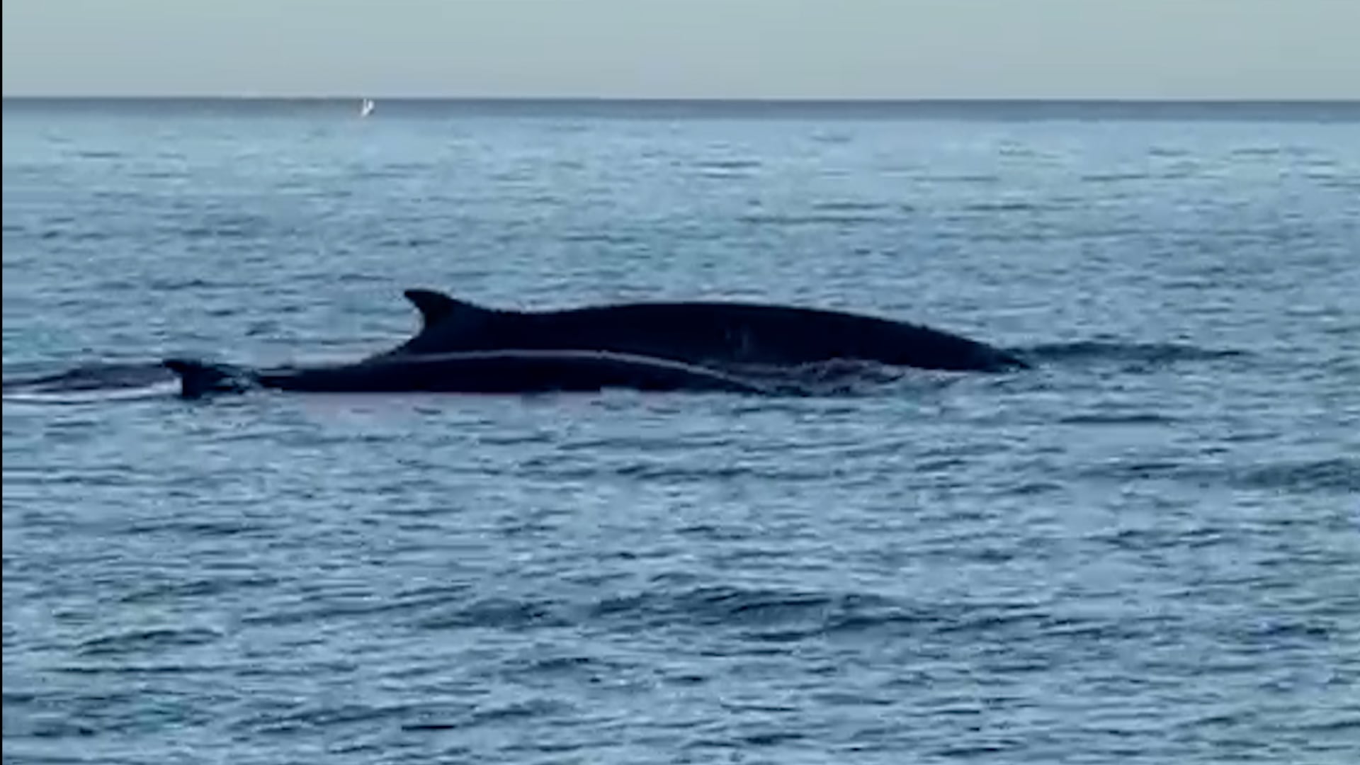Las ballenas en El Port de la Selva