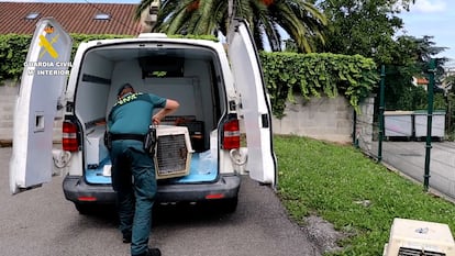 Un agente del Seprona de la Guardia Civil decomisa los dos linces caracal. 