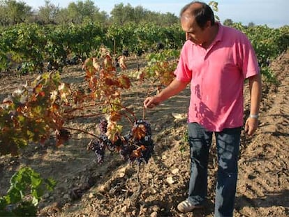 Francesc Montcusí, junto a sus viñas.