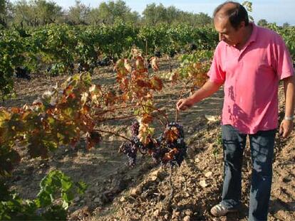 Francesc Montcusí, junto a sus viñas.