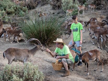 Antonio Calvo, responsable de la Eco Reserva de Ojén (Málaga), da de comer a los animales que viven en libertad, ayudado de varios voluntarios.