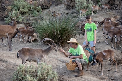 Antonio Calvo, responsable de la Eco Reserva de Ojén (Málaga), da de comer a los animales que viven en libertad, ayudado de varios voluntarios.