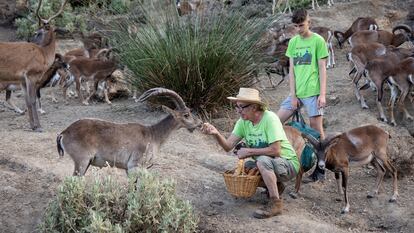 Antonio Calvo, responsable de la Eco Reserva de Ojén (Málaga), da de comer a los animales que viven en libertad, ayudado de varios voluntarios.