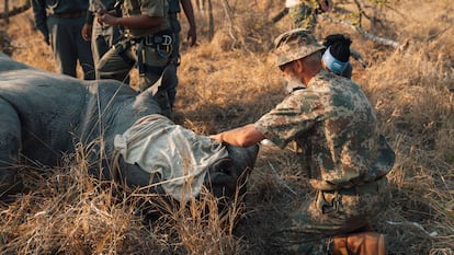 The helicopter pilot and ranger Marius next to the rhino that will later be dehorned.