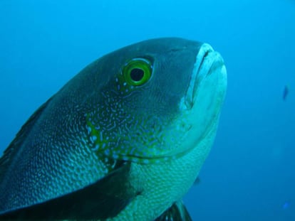 El pez de arrecife más longevo hallado, de 81 años.