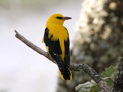 Un macho de oropéndola europea, perchado.