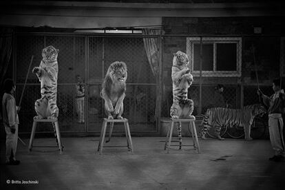 Felinos criados en esclavitud obedecen a su entrenador en el Parque de las Siete Estrellas en Guilin (China) en 2012. Los animales (un león y dos tigres) habían sido drogados, despojados de sus dientes y garras, y los controlaban durante el espectáculo con látigos con clavos de metal en su extremo. Los espectadores no son conscientes del nivel de crueldad, considera la alemana Britta, que con su foto trata de despertar conciencias. Ya ha conseguido el primer premio en la sección de fotoperiodismo del Wildlife Photographer ot the Year 2015.