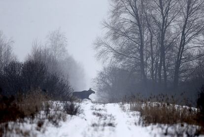 An elk runs in the 30 km (19 miles) exclusion zone around the Chernobyl nuclear reactor, near the village of Babchin, Belarus, January 27, 2016. What happens to the environment when humans disappear? Thirty years after the Chernobyl nuclear disaster, booming populations of wolf, elk and other wildlife in the vast contaminated zone in Belarus and Ukraine provide a clue. On April 26, 1986, a botched test at the nuclear plant in Ukraine, then a Soviet republic, sent clouds of smouldering radioactive material across large swathes of Europe. Over 100,000 people had to abandon the area permanently, leaving native animals the sole occupants of a cross-border "exclusion zone" roughly the size of Luxembourg. REUTERS/Vasily Fedosenko   SEARCH "WILD CHERNOBYL" FOR THIS STORY. SEARCH "THE WIDER IMAGE" FOR ALL STORIES