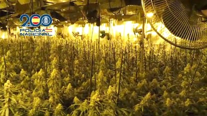 Interior of one of the warehouses searched by the National Police in the operation against marijuana trafficking carried out in Valencia, Teruel, Albacete and Tarragona. 
