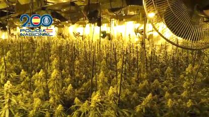 Interior de una de las naves registradas por la Policía Nacional en la operación contra el tráfico de marihuana desarrollada en Valencia, Teruel, Albacete y Tarragona. 