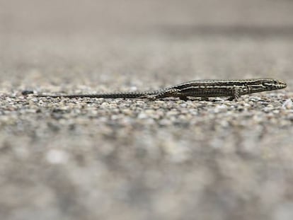 Uma lagartixa fila de chicote.