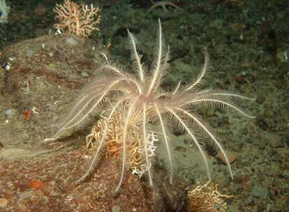 Los científicos han hallado también crinoideos pedunculados (un animal cuyos brazos se extienden en forma de palmera), hasta ahora sólo asociados al mar profundo.