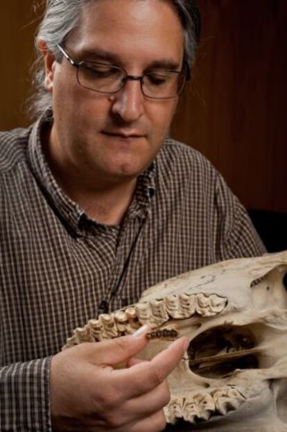 El científico Jonathan Block muestra la mandíbula superior de un caballo actual con la de un Sifrhippus de hace 55 millones de años.