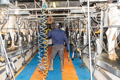 Un empleado de la granja en el espacio donde se ordeñan las vacas.
