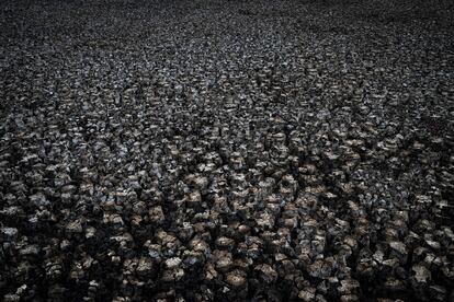 Las grietas en la tierra son visibles en un humedal seco en el parque natural de Doñana, en octubre de 2022.