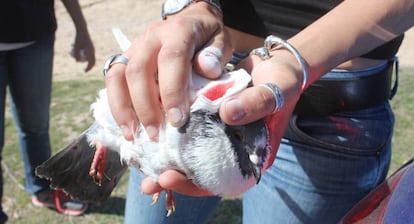 Una animalista recoge una paloma herida tras una tirada.