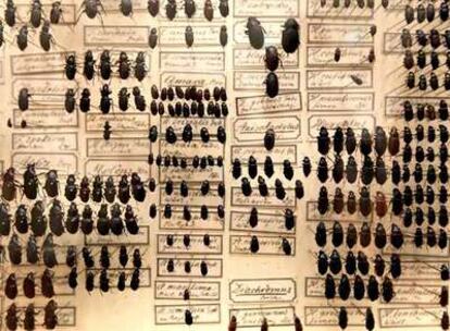 Escarabajos fotografiados en la exposición <i>Darwin. El arte y la búsqueda de los orígenes,</i> que se celebra en el museo Schirn de Francfort.