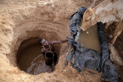 A Samburu man gives cows water in Kom village, Samburu County, Kenya, Oct. 15, 2022.