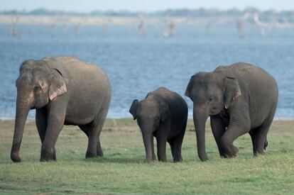 Los bellísimos animales que pueblan Sri Lanka son una de las grandes atracciones turísticas de la isla. Los turistas desean ver elefantes (se calcula que hay 4.000) o leopardos (su población es de unos 1.000). Lamentablemente, muchas de las atracciones destinadas a esto no dan un trato justo a los animales y las hileras de coches de turistas y su excesiva interacción con la vida salvaje está afectando seriamente su hábitat. Si quieres avistar animales, asegúrate de buscar parques que respeten su bienestar y que asociaciones internacionales como PETA no hayan denunciado. No te subas sobre un cansado elefante para que te dé un paseo: mejor observa a estas majestuosas criaturas desde una distancia prudencial. La experiencia será mucho más enriquecedora y positiva para ambas partes. Gal Oya National Park, por ejemplo, es un lugar que muchos medios han calificado de respetuoso y positivo para los animales.