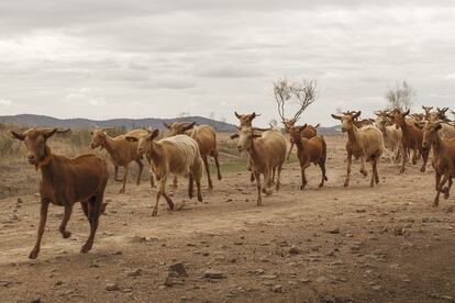 Las cabras corren por la dehesa, buscando bellotas que hayan caído de las encinas.