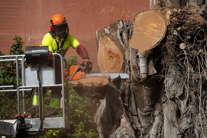 Un operario del Ayuntamiento, durante la tala final del ficus de la calle San Jacinto, en Sevilla.