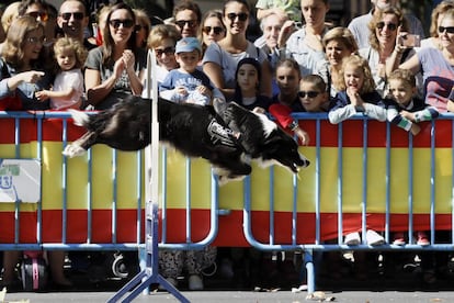 Un perro policía salta por un aro durante la exhibición.