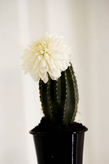 La flor blanca del cactus, uno de los ingredientes del perfume.