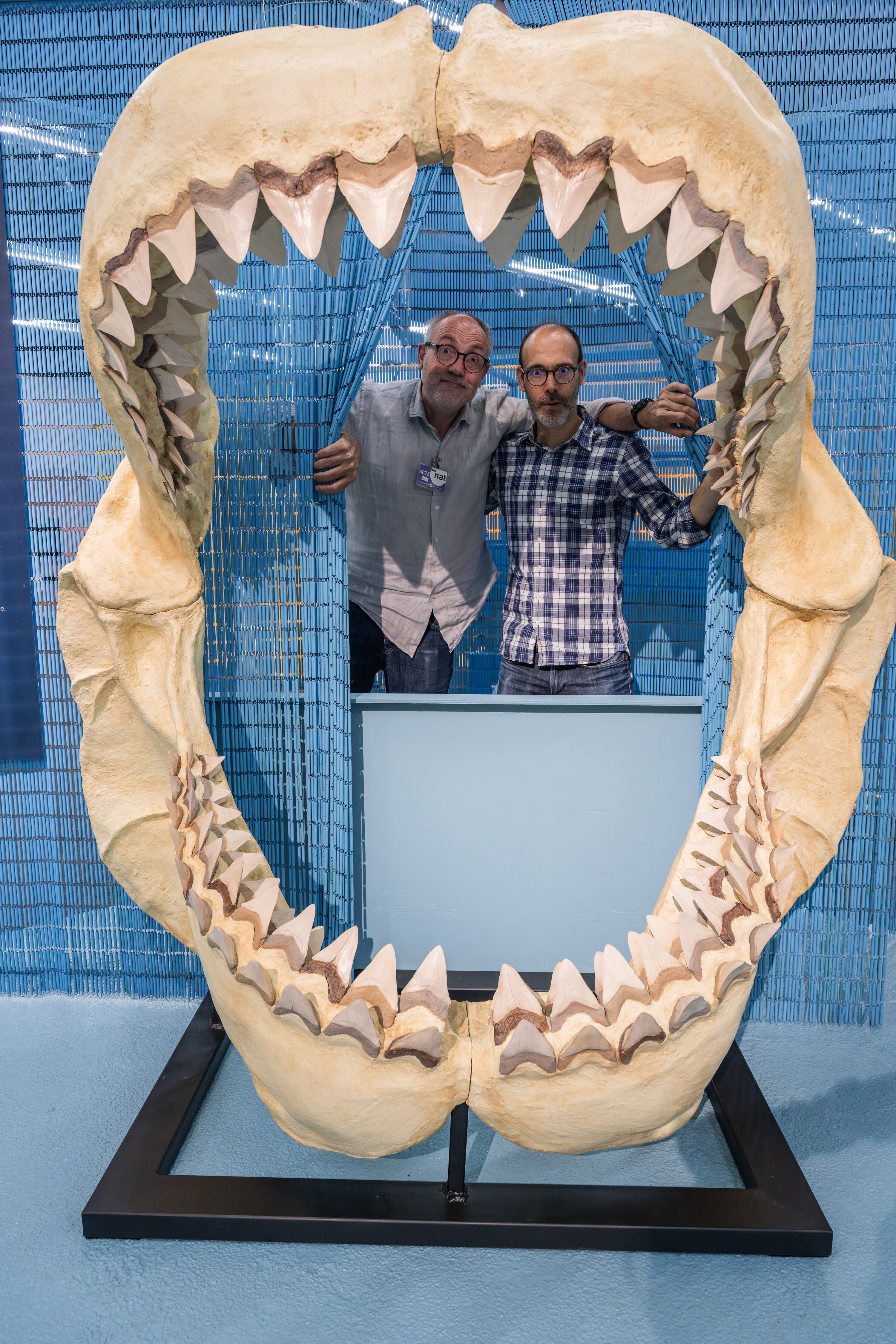 Los comisarios de 'Animales invisibles' Jordi Serrallonga (izquierda) y Gabi Martínez, en la mandíbula de megalodón de la exposición.