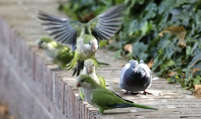 Monk parakeets in the Casa de Campo park in Madrid.