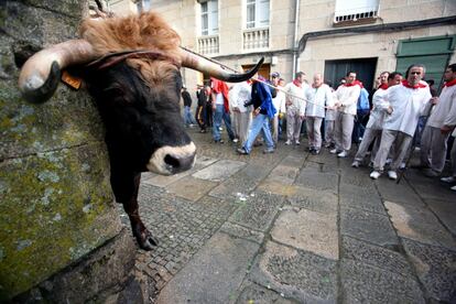 La fiesta taurina popular más conocida de Galicia es la de O Boi, en Allariz (Orense). El buey permanece atado mientras los llamados "homes do sedeño", un grupo de formado por dos o tres personas, lo guían con la cuerda. Mientras, otro pequeño grupo vigila al animal desde atrás. Los bueyes recorren las calles durante una media hora. Una asociación de veterinarios, Avatma, ha pedido que se prohíba la fiesta por el "sufrimiento emocional" que padece el animal.