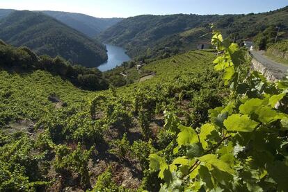 Viñedos de albariño en la provincia de Lugo.