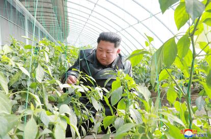 El dictador Kim Jong-un visita un invernadero de hortalizas y árboles en el área de Jungphyong (Corea del Norte).