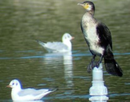 Cormorán y gaviota reidora en el parque de Las Cruces/Madrid