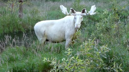 Ejemplar de alce blanco en Suecia.