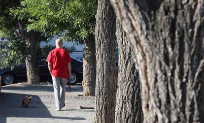 Un hombre y su perro pasean junto a varios ejemplares de olmos siberianos en Usera. 