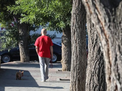 Un hombre y su perro pasean junto a varios ejemplares de olmos siberianos en Usera. 