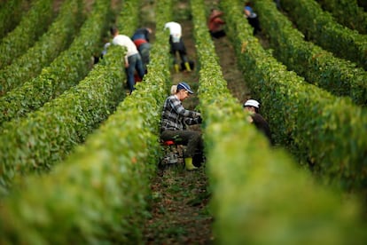 Vendimiadores trabajan en el viñedo de Champagne (Francia).