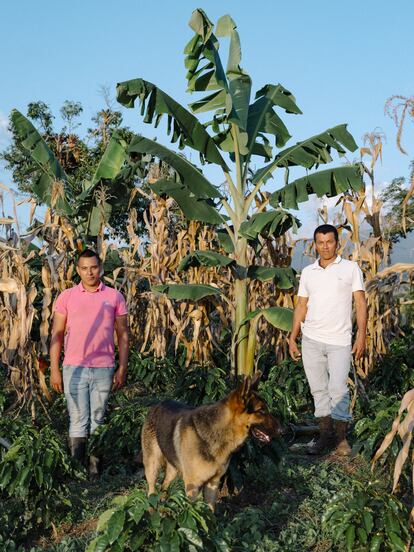 Ismael Perdomo y su hijo Oswaldo, en la finca Bonanza.