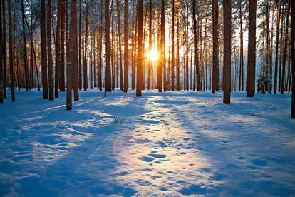 Bosque invernal.