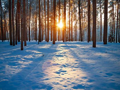 Bosque invernal.