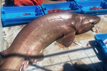 Ejemplar de tiburón cañabota gris capturado accidentalmente en el cañón de la Fonera a Palamós en Julio de 2024. Imagen cedida por Ignasi Nuez.