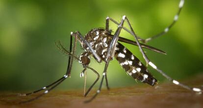 Un mosquito tigre.