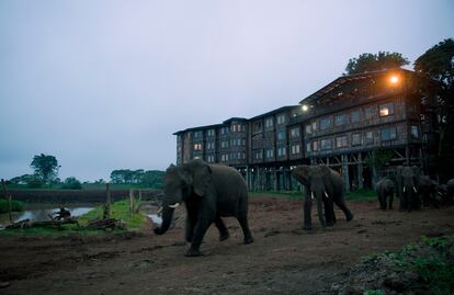 Elefantes junto al abrevadero que está frente al el Treetops Lodge Nyeri (Kenia).