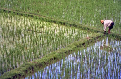 Arsenico en alimentos