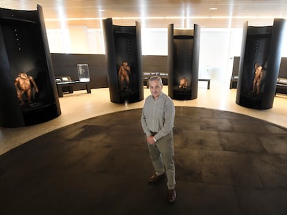 O paleoantropólogo José María Bermúdez de Castro no Museu da Evolução Humana, em Burgos, em 16 de março.